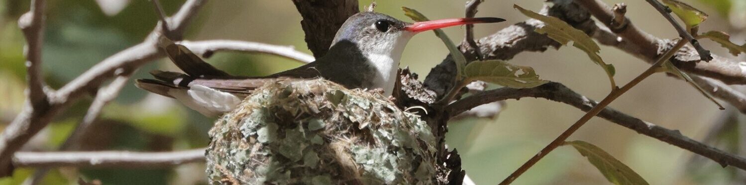 Grand Traverse Audubon Club